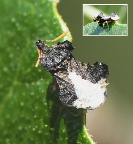 Phymata monstrosa